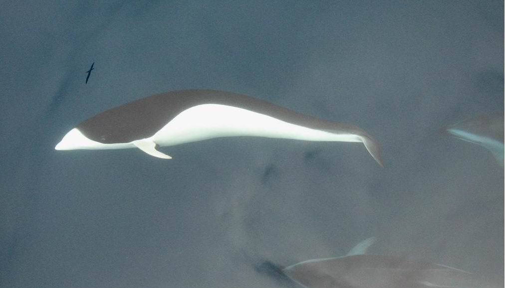  p>南露脊海豚(学名: i>lissodelphis peronii /i>) a target="_blank