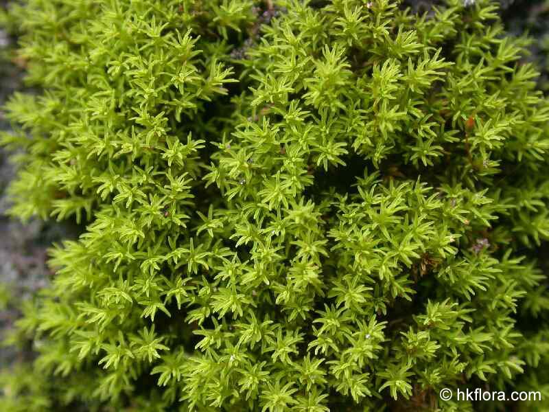  p>从藓目,植物体密集丛生,每年自先端萌生新枝,一年年向上生长,疣年