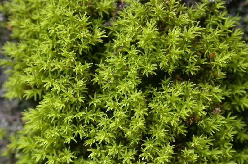 每年自先端萌生新枝,一年年向上生长,疣年后往往形成高大的垫状藓丛