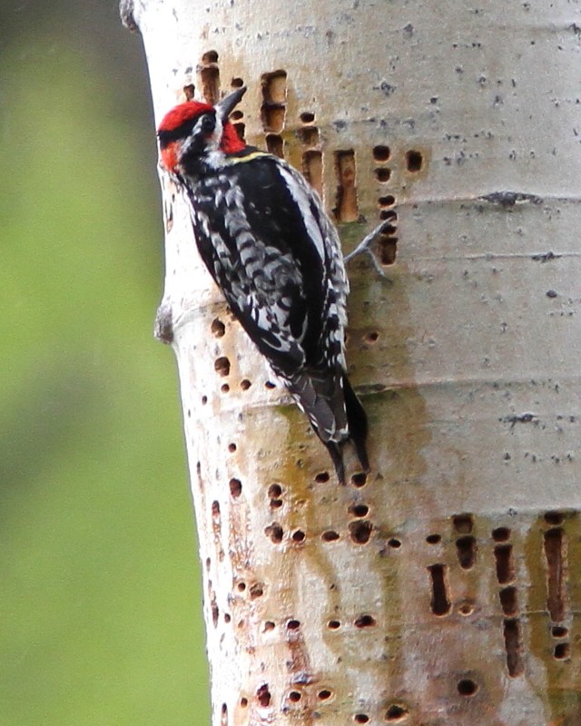 sapsucker