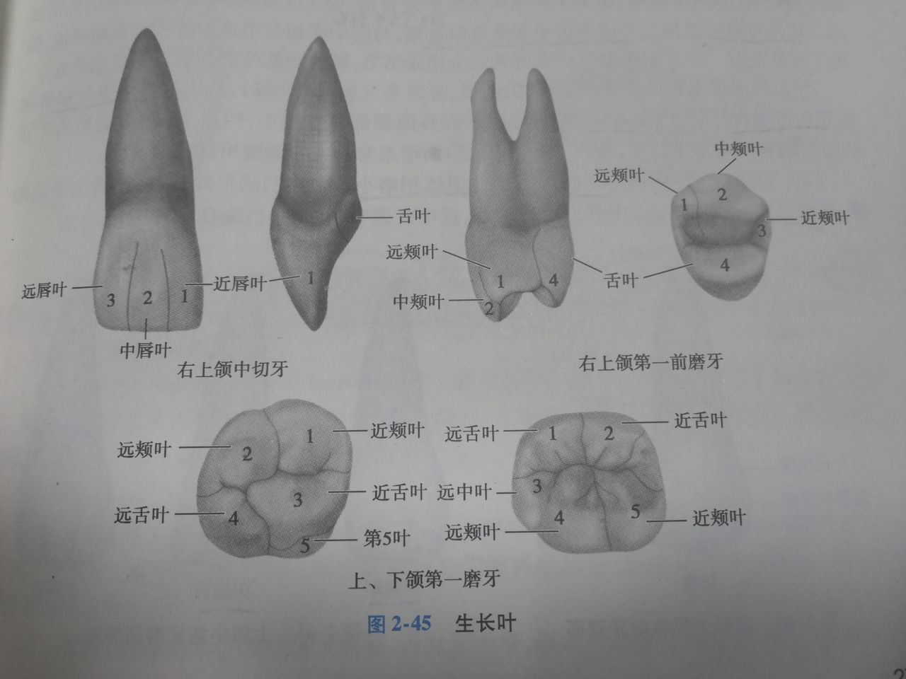  p>牙发育的钙化中心称为生长叶(lobe),其融合处为发育沟,多数牙是由4