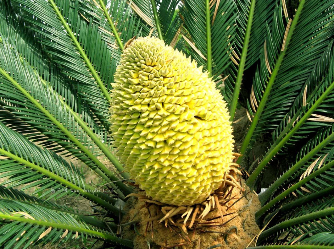  p>海南苏铁(学名: i>cycas hainanensis /i> c. j.