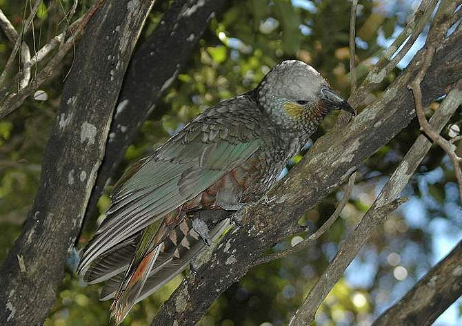 是典型的 a href="#" data-lemmaid="2021723">攀禽 /a>,鸟喙强劲有力