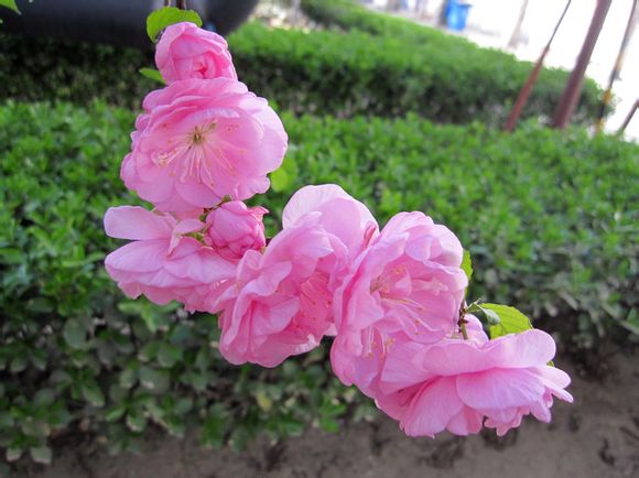  p>千瓣红桃(学名: i>amygdalus persica /i> l. var.