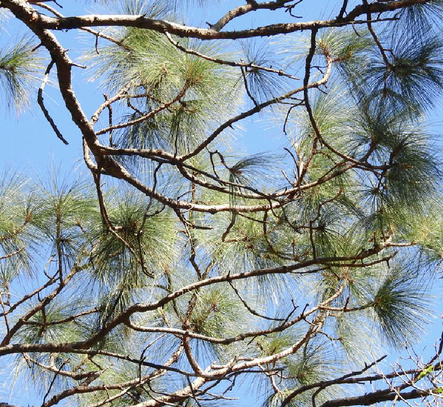 是松科松属植物,乔木,高达45-54米,胸径1米以上;树皮厚,暗红褐色,深