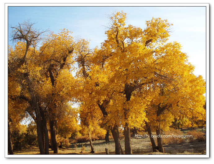  p>阿拉善杨(学名: i>populus alachanica /i> kom.