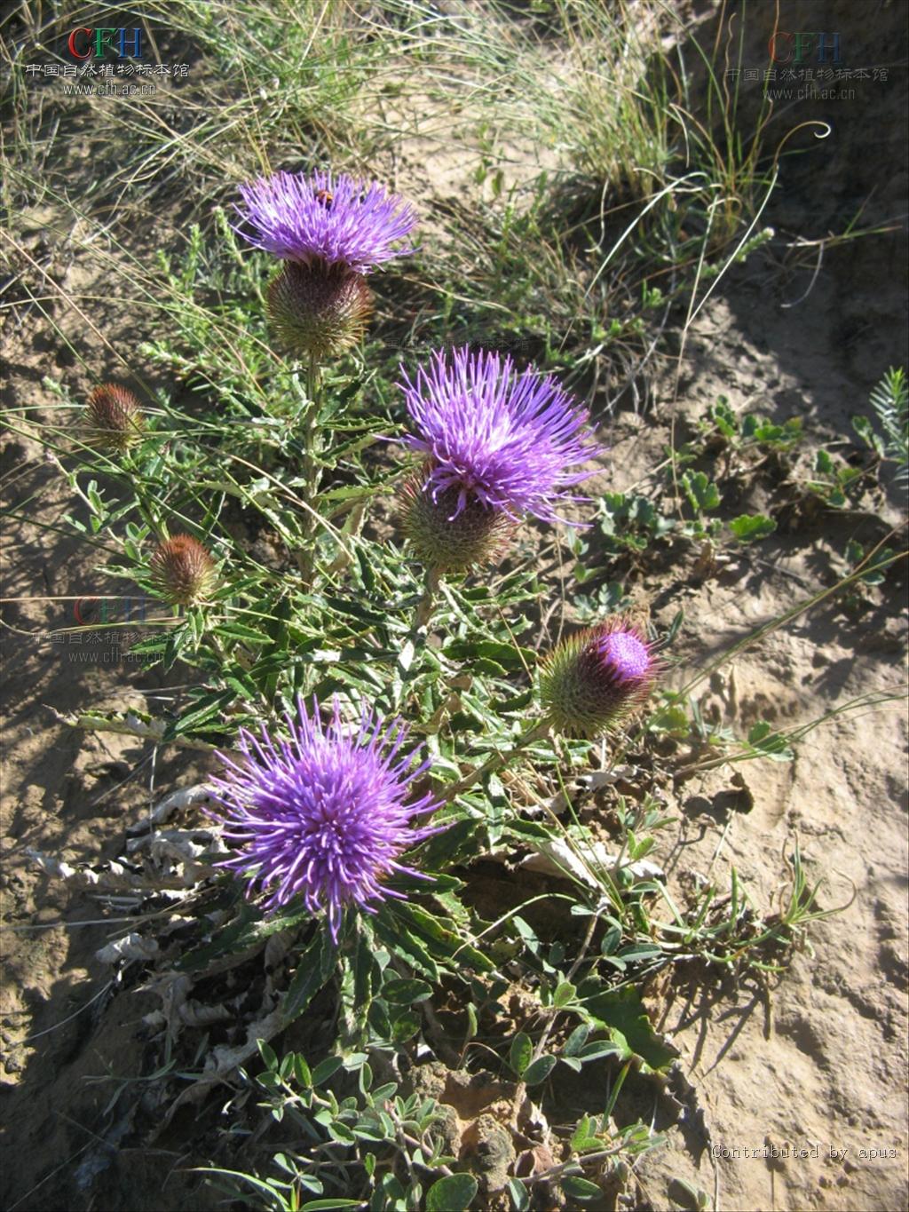  p>肋果蓟属(学名:ancathia)是菊科下的一个属,为多年生草本植物.