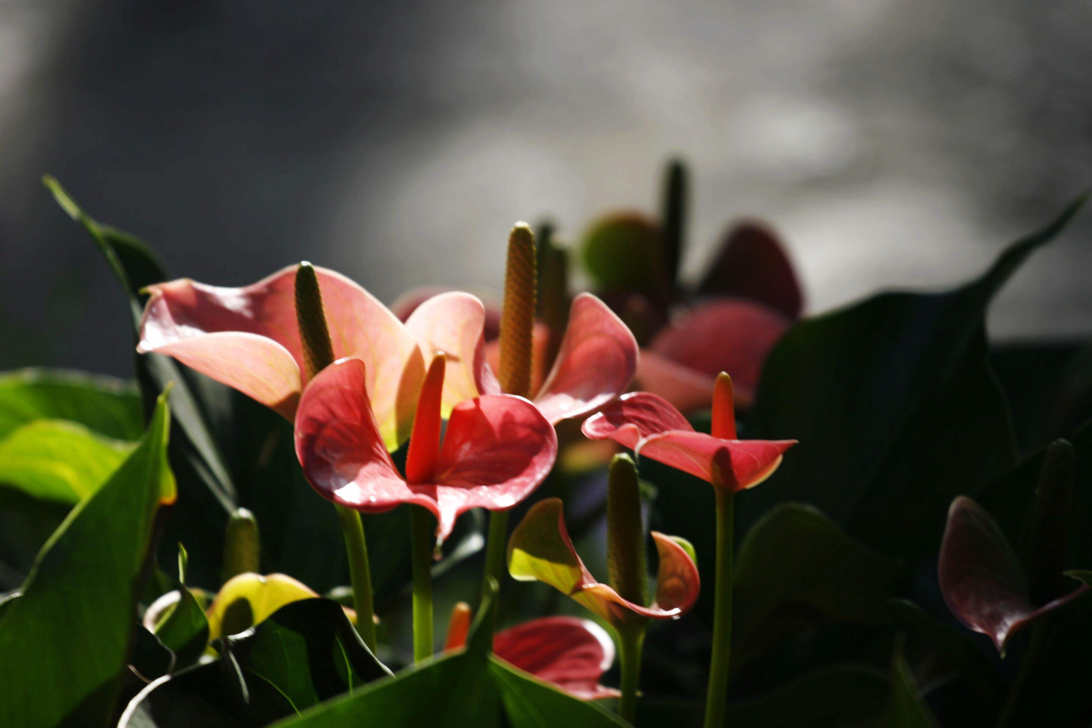  p>花烛( i>anthurium andraeanum  /i>linden):是 a target="_blank"