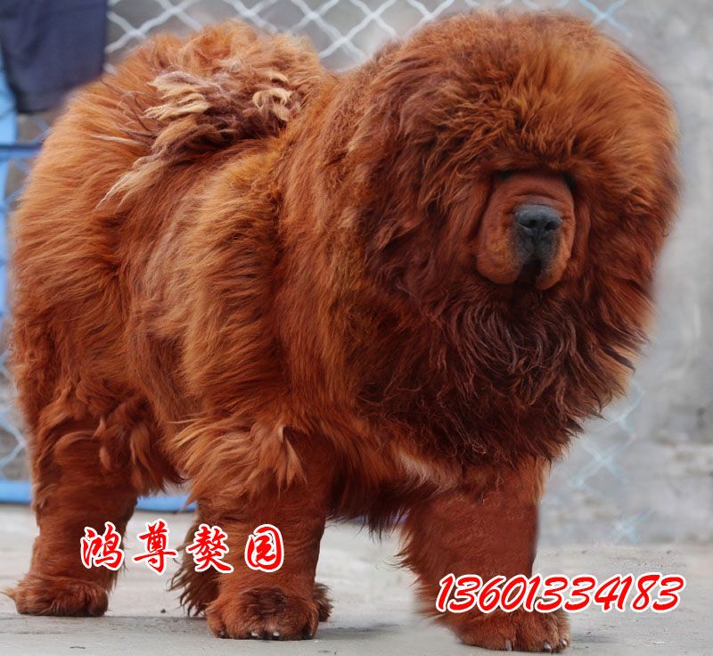 藏獒"大帝"