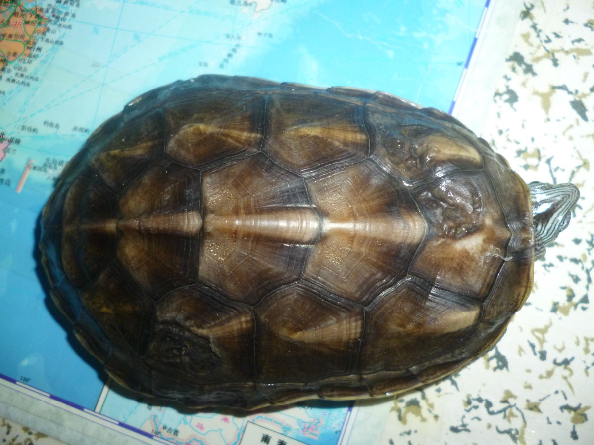  p>中华花龟( i>ocadia sinensis /i>)又名台湾草龟,六线草龟,珍珠龟