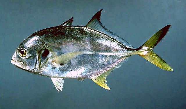  p>马鲹(学名: i>caranx hippos /i>)是鲹科,鲹属鱼类.