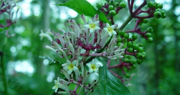  a target="_blank" href="/item/茜草科/6772270" data-lemmaid="