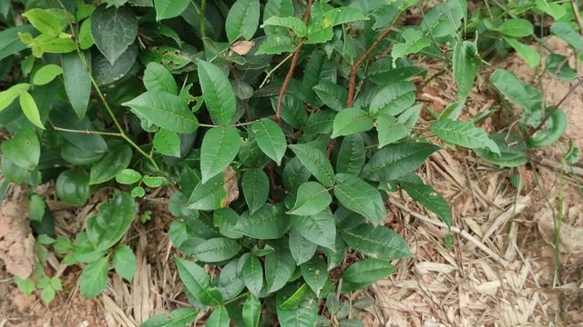  p data-id="gnwvt9twt3">两面针( i>zanthoxylumnitidum /i>(roxb.