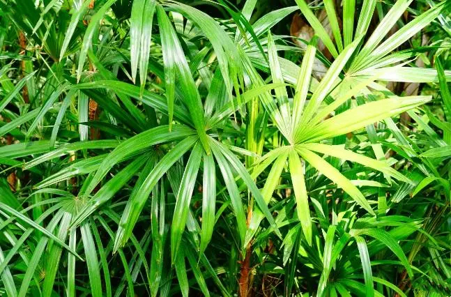棕竹（棕榈科棕竹属植物）_百度百科