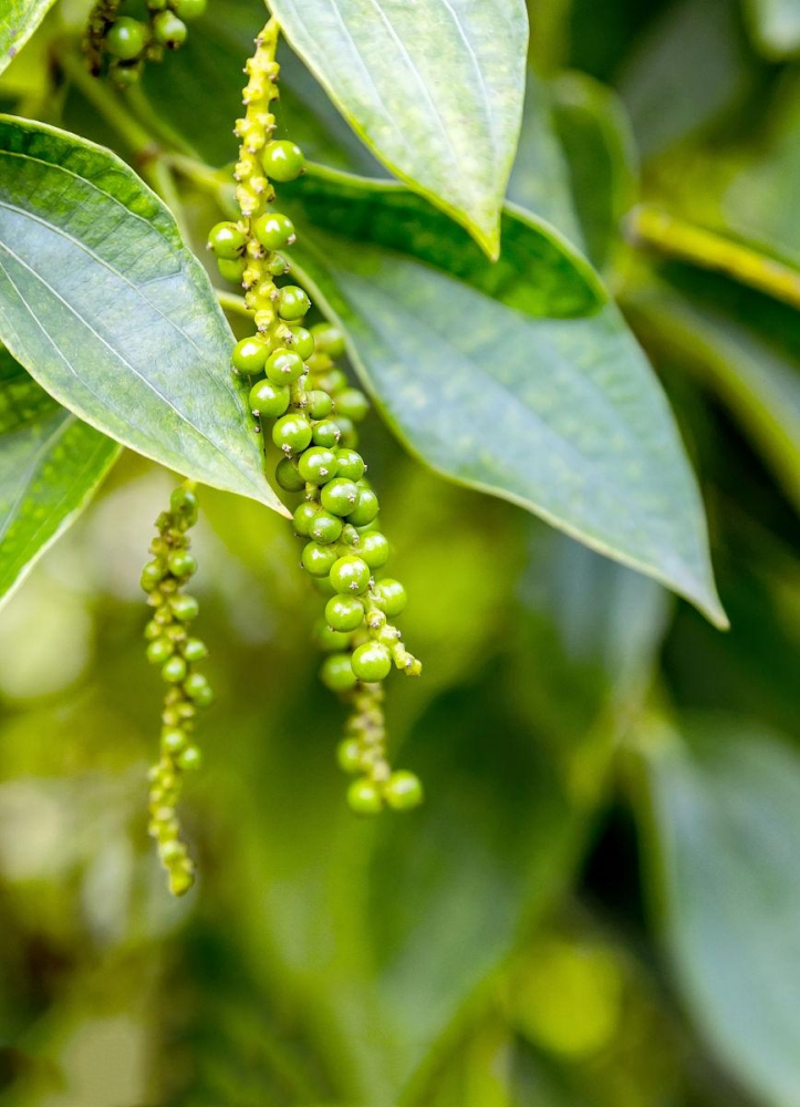 胡椒（胡椒科胡椒属植物）_百度百科
