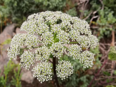 羌活（伞形科羌活属植物）_百度百科