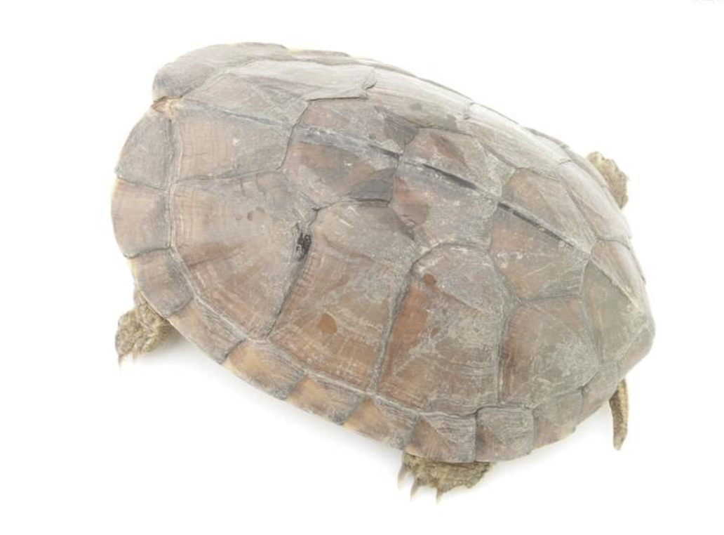  p>广西拟水龟(学名: i>mauremys guangxiensis /i>)是龟科,拟水龟属