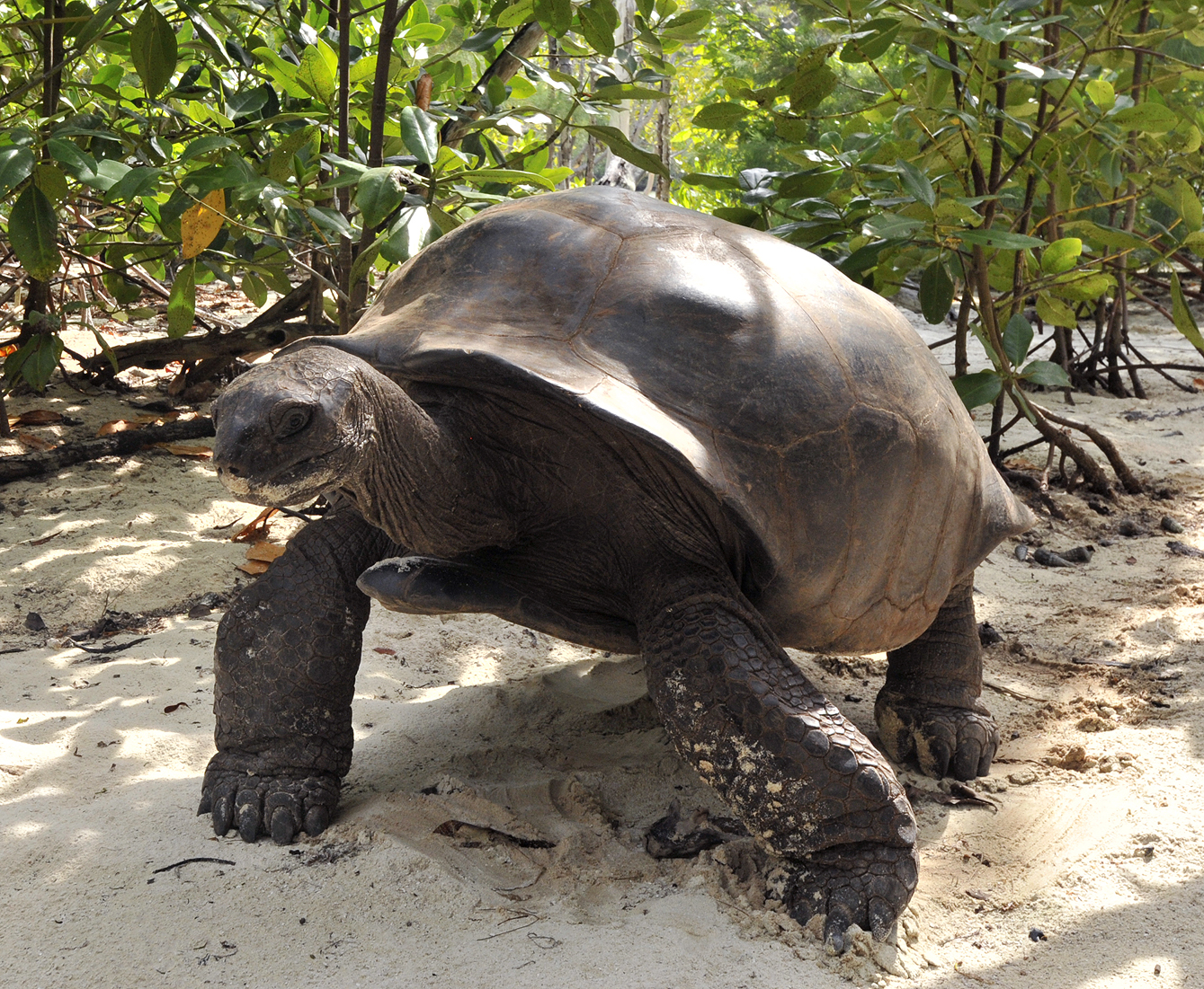  p>亚达伯拉象龟(学名: i>geochelone gigantea /i>):是龟鳖目,陆龟科