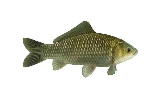  p data-id="twcd92re7pup">穗丰鲫,鲫鱼品种,是广州南沙水产育种的新