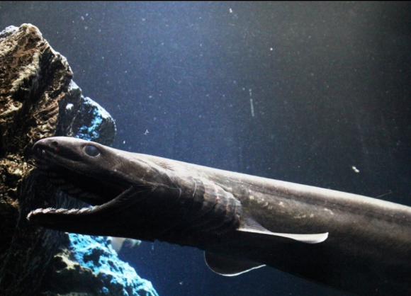  p>皱鳃鲨(学名: i>chlamydoselachus anguineus /i>(garman,1884), a