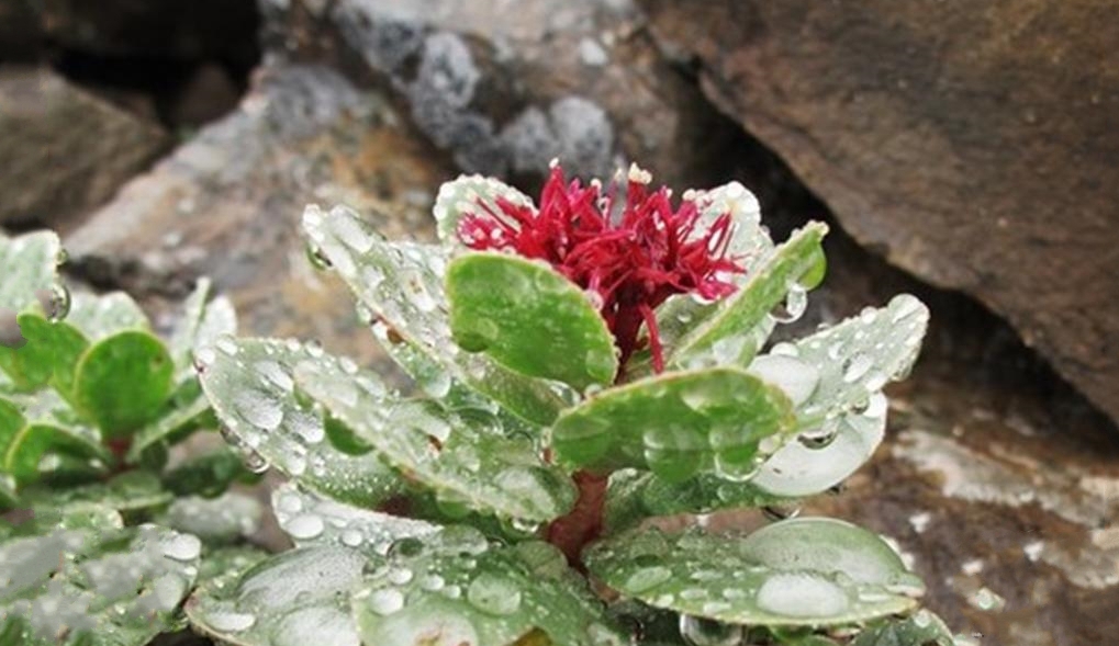 红景天(红景天图片)