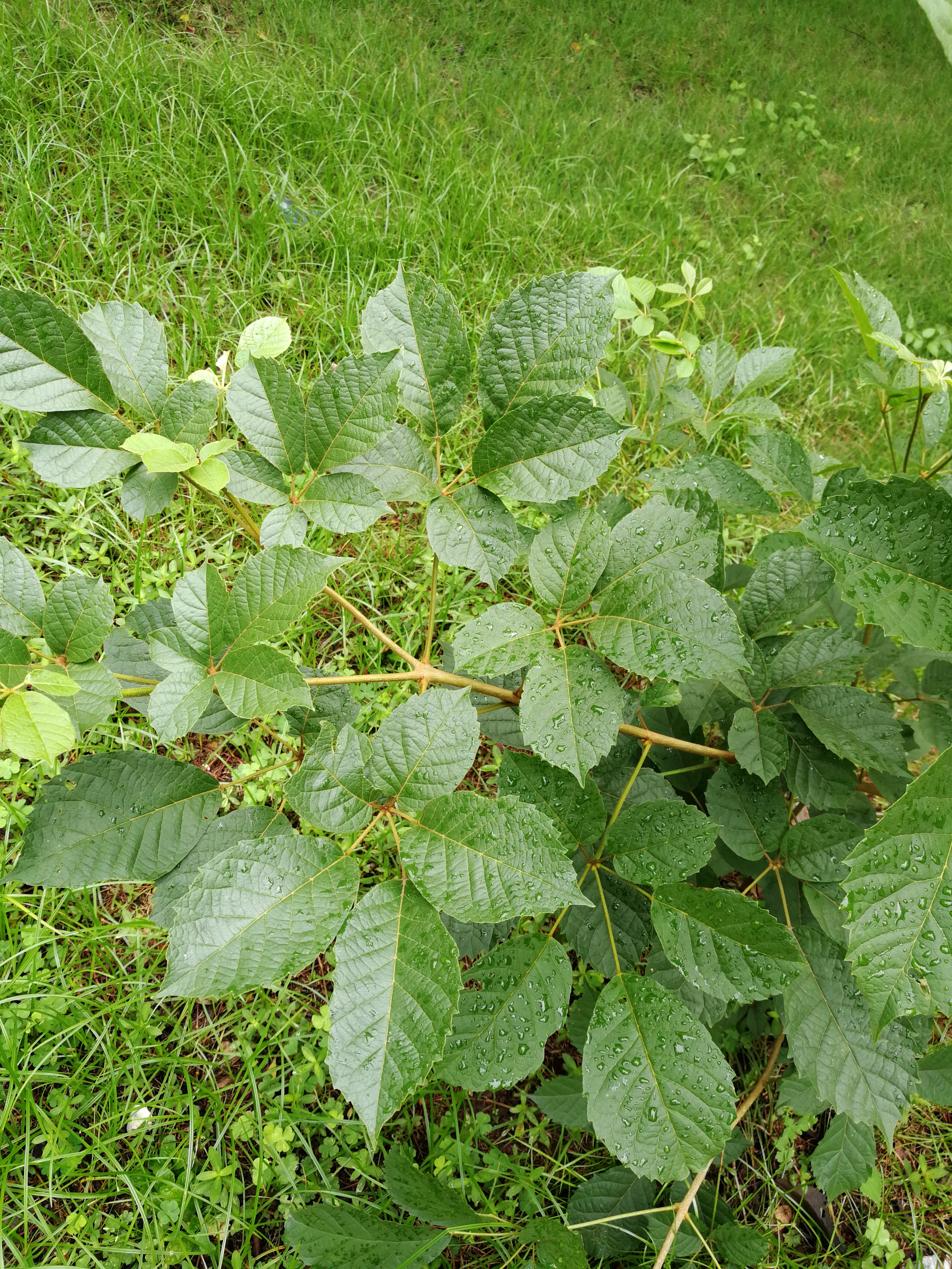 乔 span class="ref" data-ctrid="txtg73lnnypc">木植物,树皮灰色,鳞