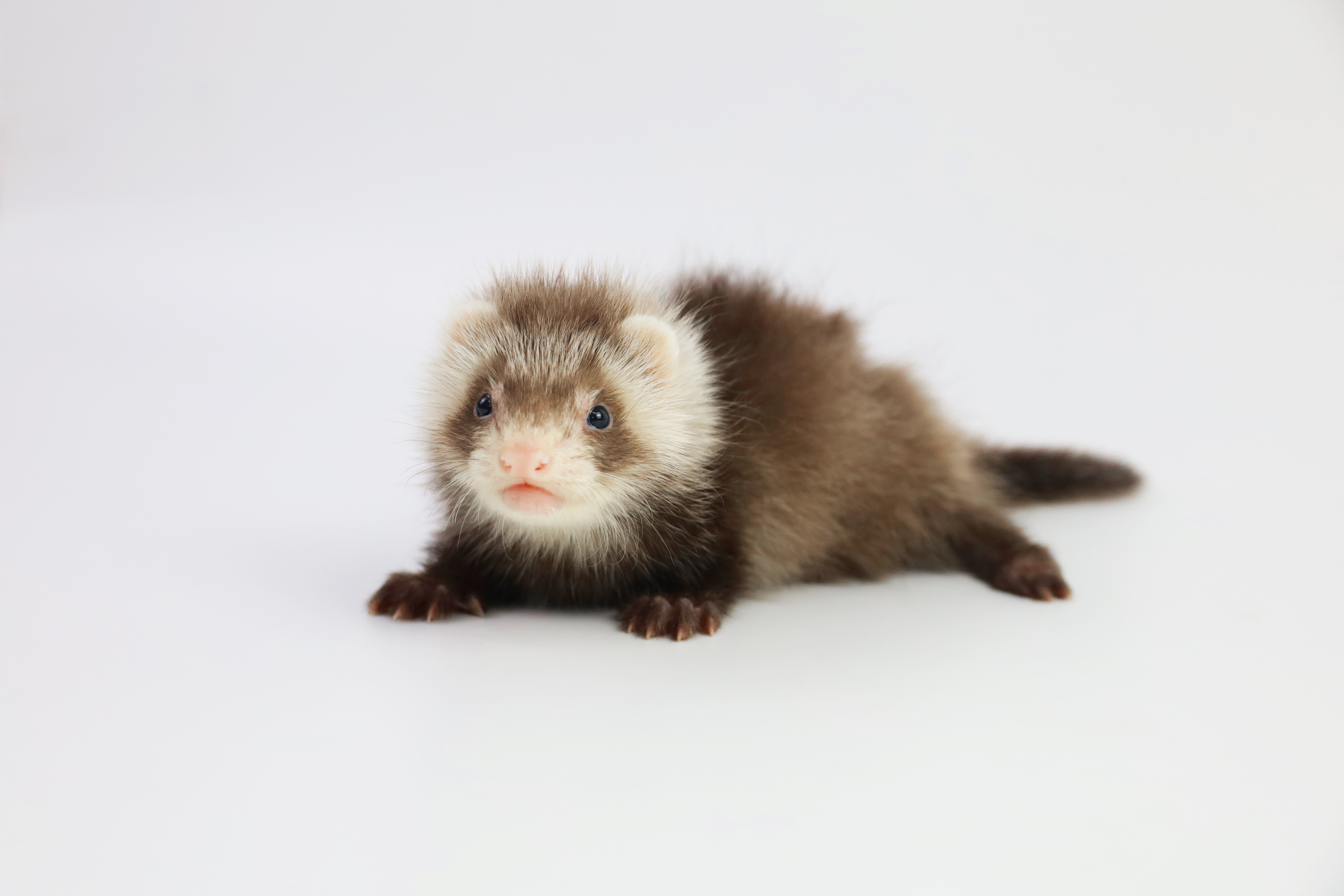 dragon ferret),又称小龙雪貂,属于较常见的宠物貂品牌之一,相比其它