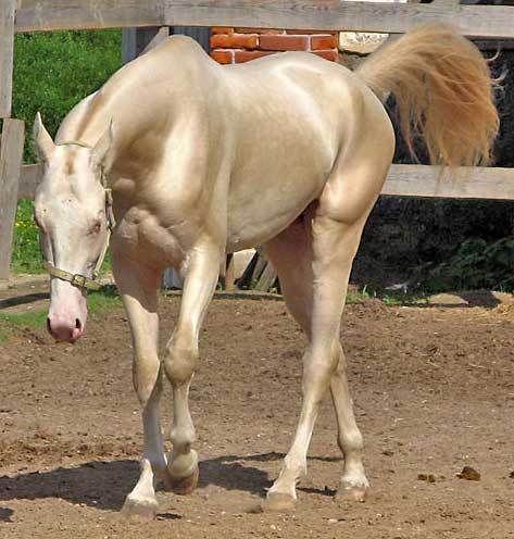  p>汗血宝马,学名阿哈尔捷金马(英文名:akhal-teke horses),原产于 a