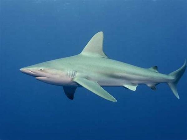 尖角鲨