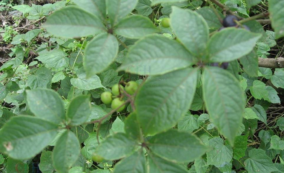 l. li)是葡萄科崖爬藤属植物,木质藤本,茎略侧扁,灰色.