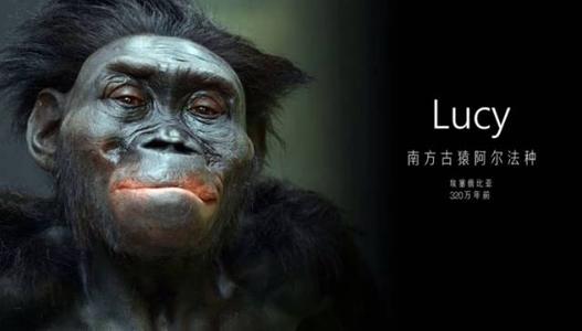 从猿到人的过渡期是怎样的？_百科TA说