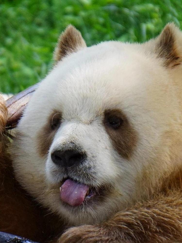 大熊猫七仔_百度百科