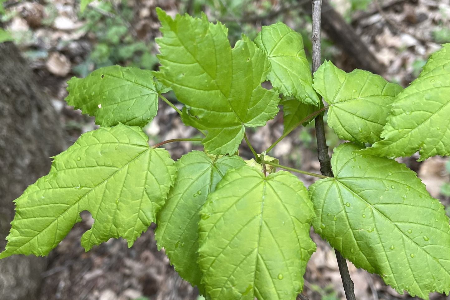  p data-id="99gadql">飞蛾槭ya-1是一种槭树科,槭属植物. /p>