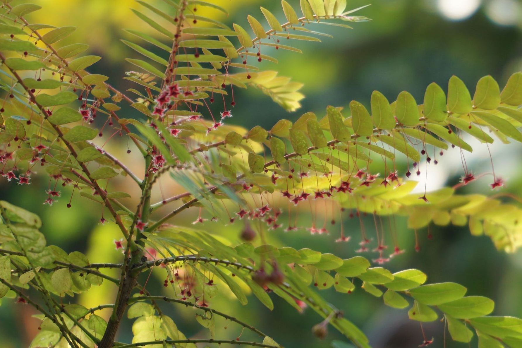 海南叶下珠海南个体002