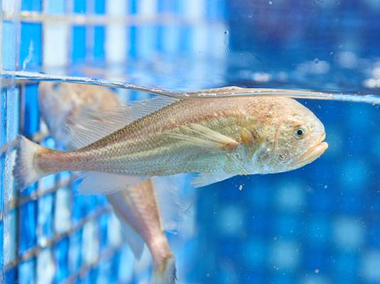 梅鱼亦称梅白鱼,梅鲌鱼,被称为"素衣美人,美味仙子",定远池河镇至凤阳