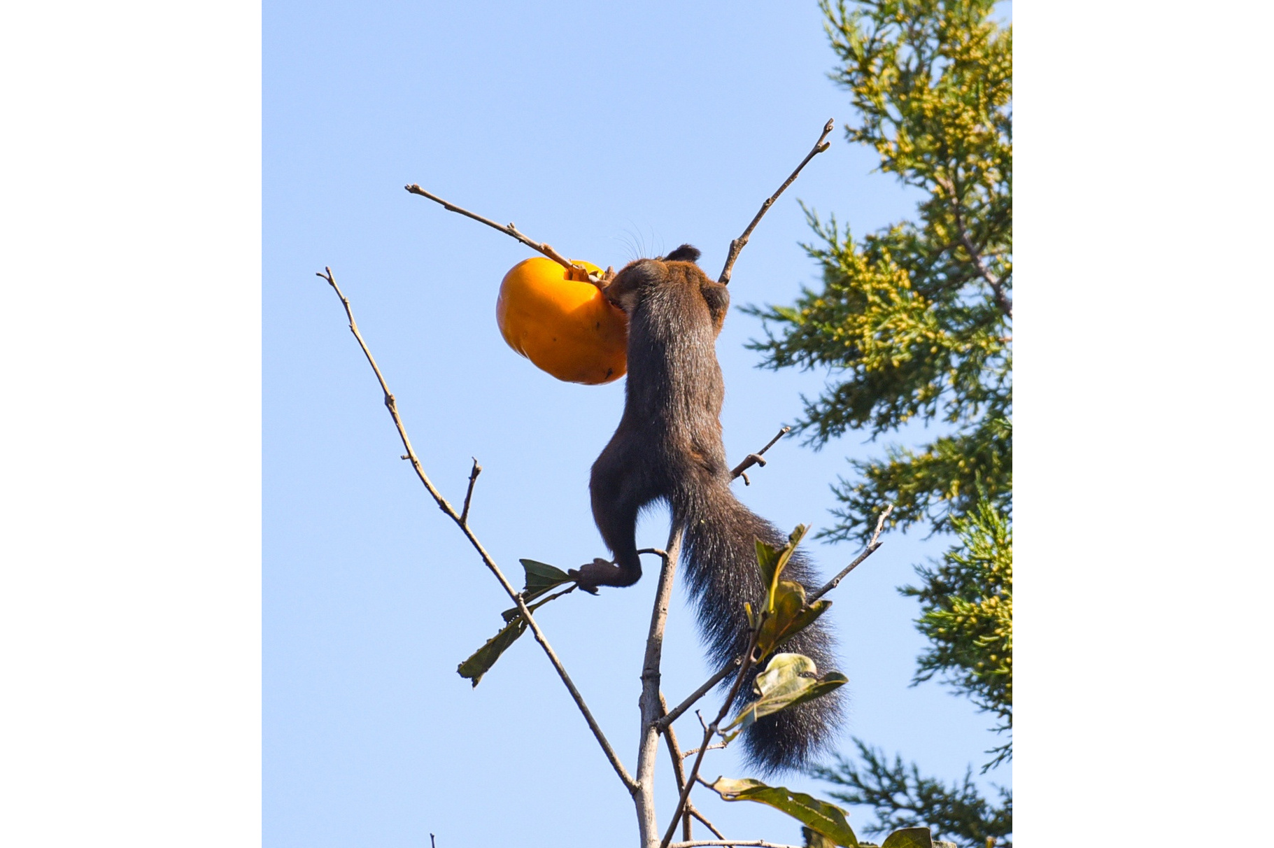 sciurus vulgaris)是动物界脊索动物门哺乳纲啮齿目松鼠科松鼠属的