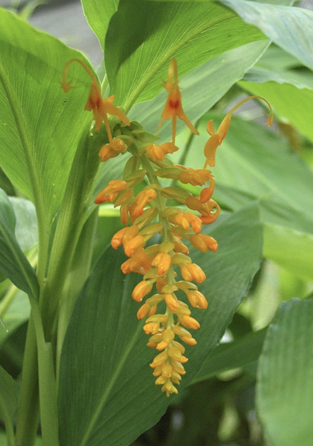 是姜科,舞花姜属植物.