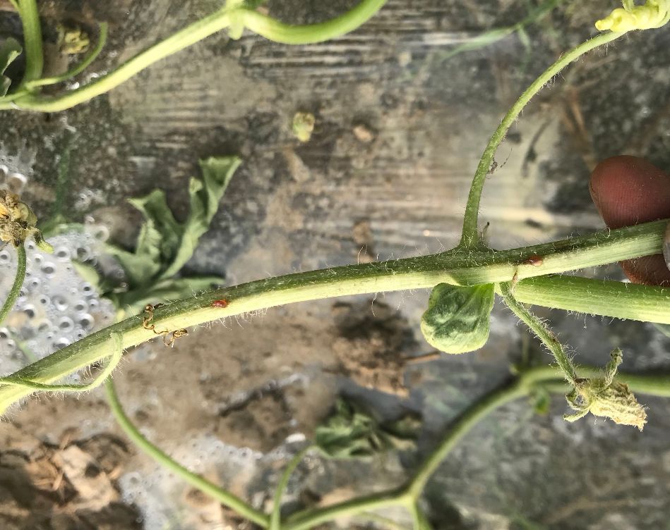 西瓜蔓枯病