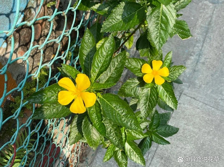 时钟花：会开放又会休息的高贵规律之花，有“爱在你身边”的寓意_百科TA说
