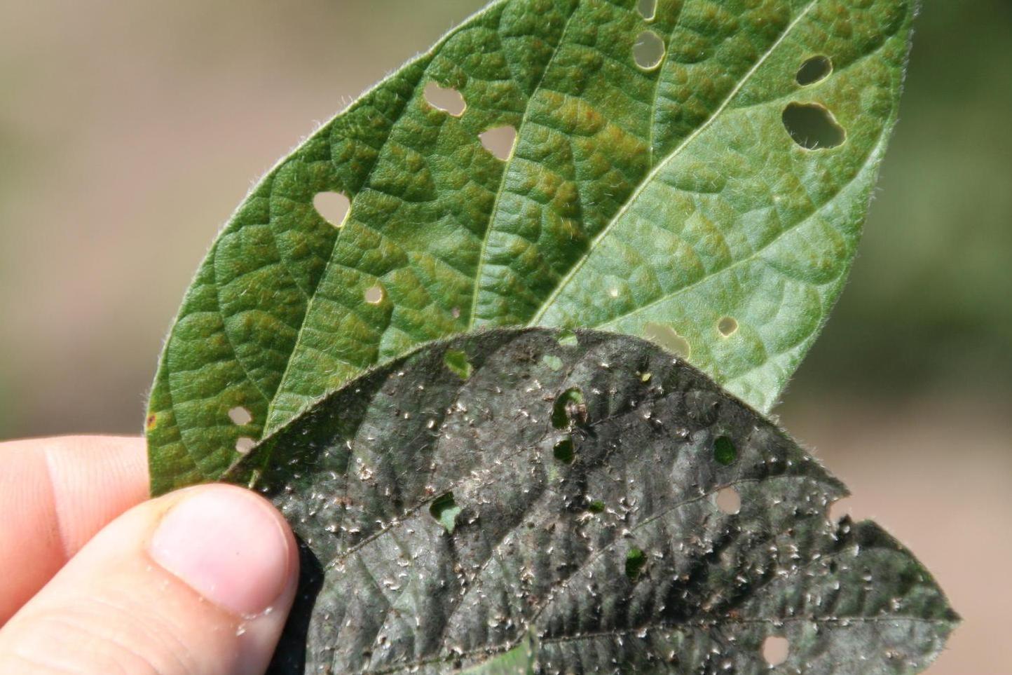  p>烟草煤污病又称煤霉病,煤烟病,是由出芽短梗霉菌,草本枝孢菌,枝状