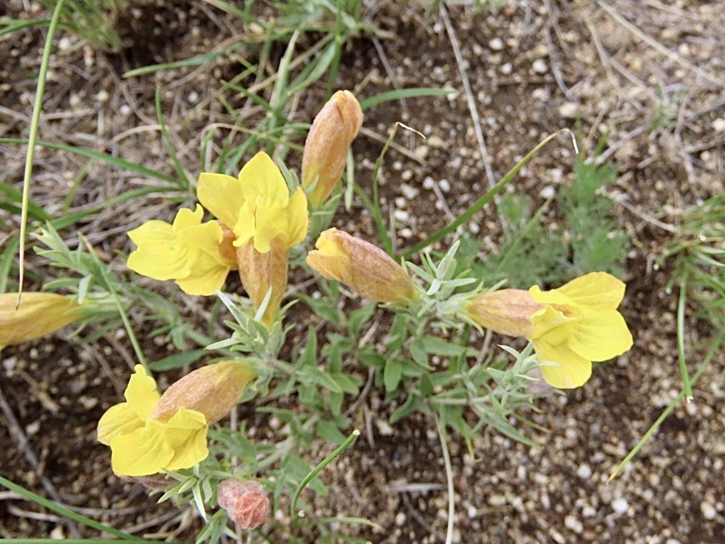 大黄花