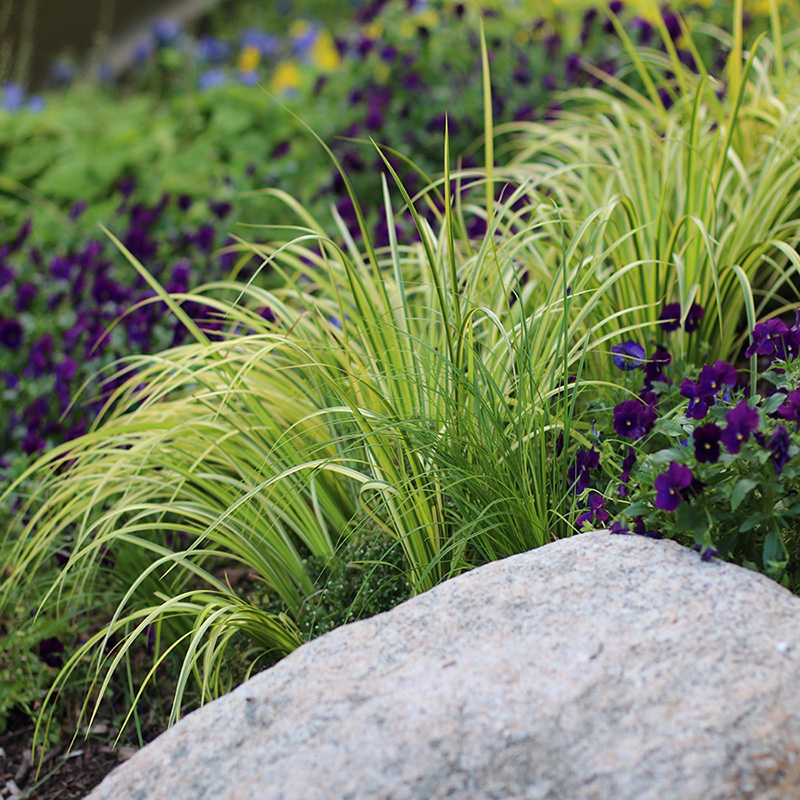  p data-id="gnwv65qsst">金丝苔草 学名:carex evergold 是 a