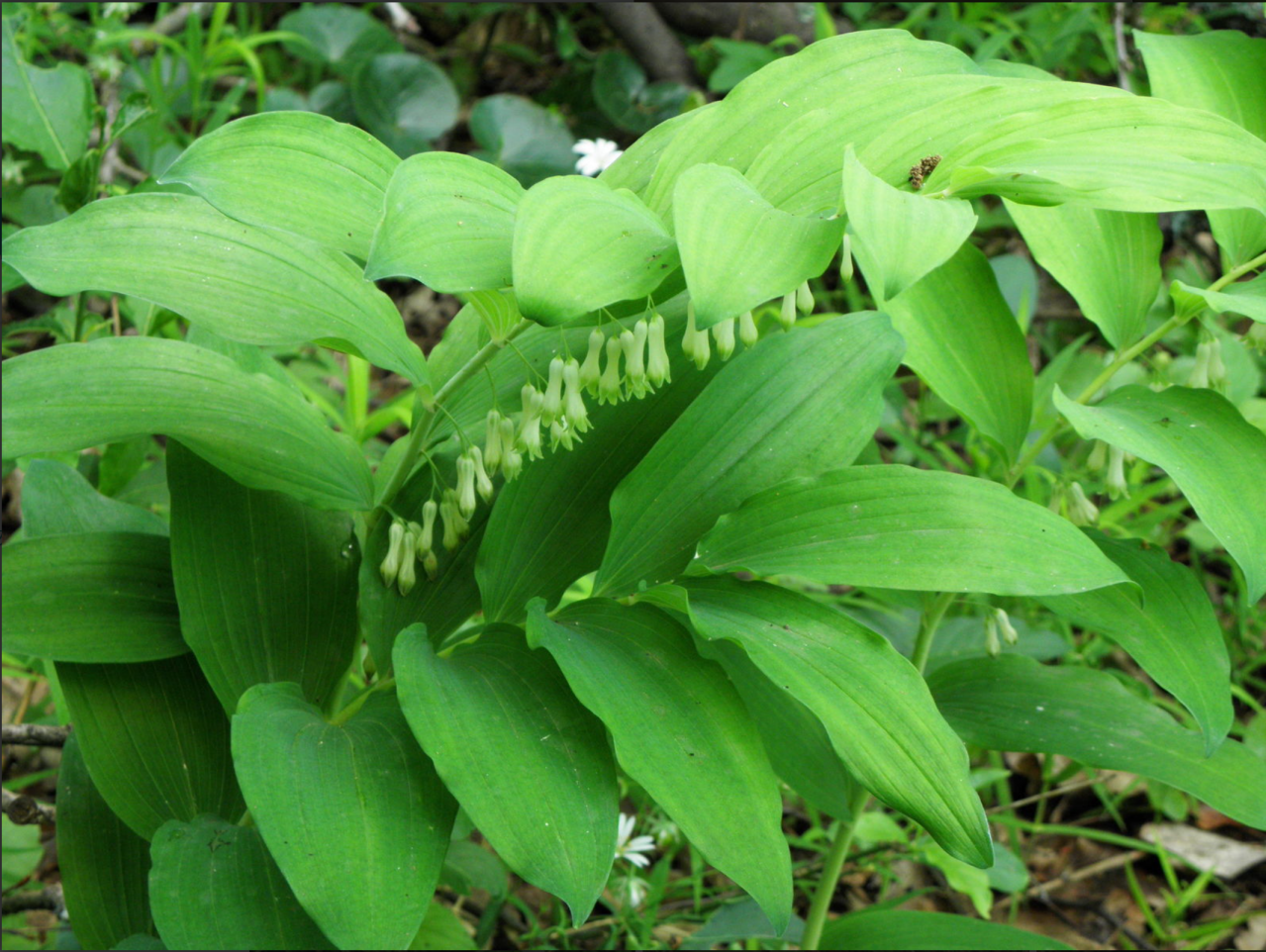 玉竹（天门冬科黄精属植物）_百度百科