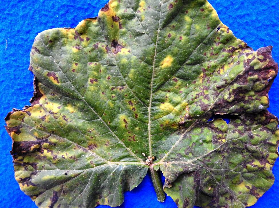  p>节瓜霜霉病是由古巴假霜霉菌引起的,发生在 a target="_blank"