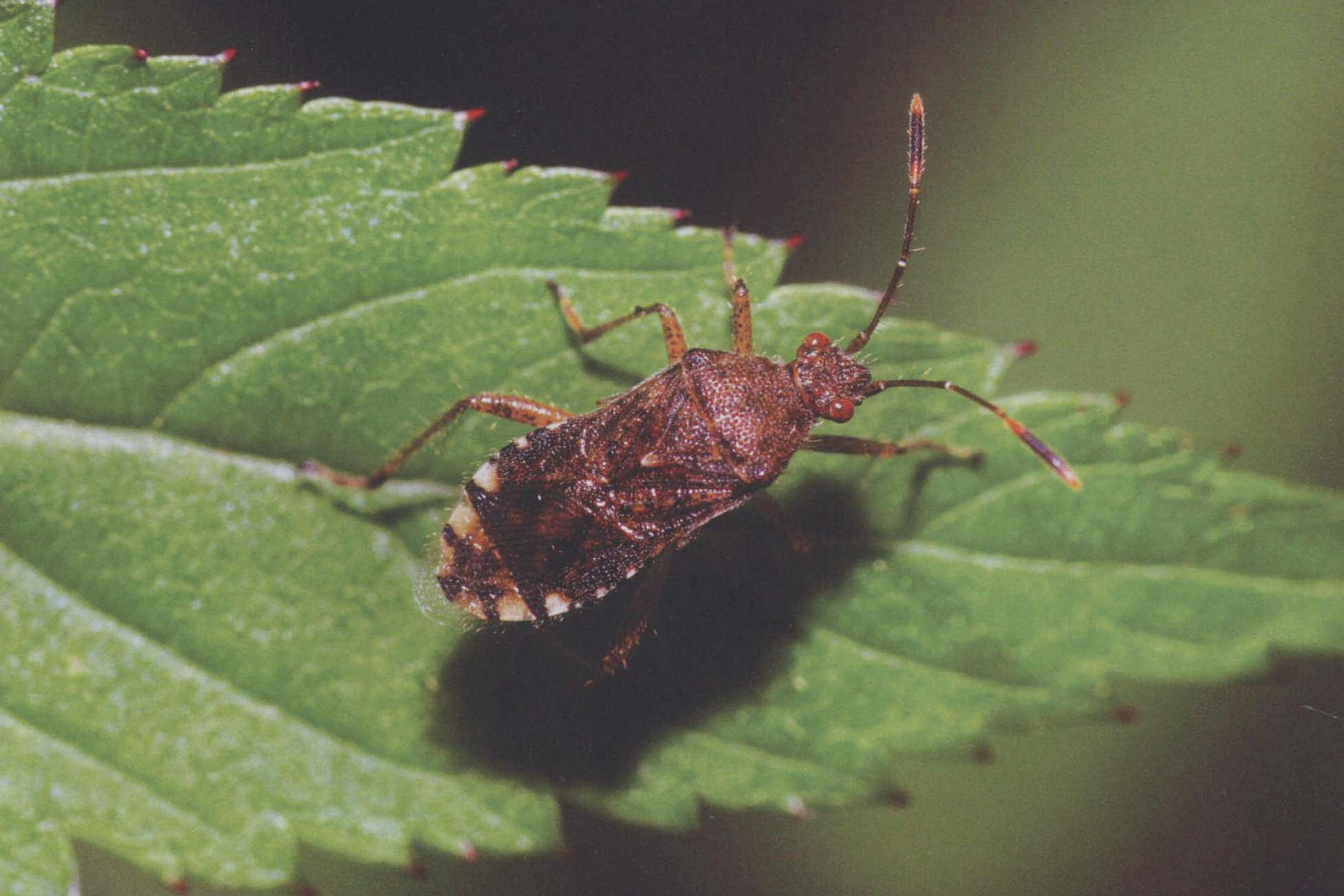  p data-id="gn2tk6777r">褐伊缘蝽,姬缘蝽科,伊缘蝽属动物.