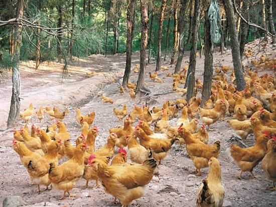 龙门三黄胡须鸡