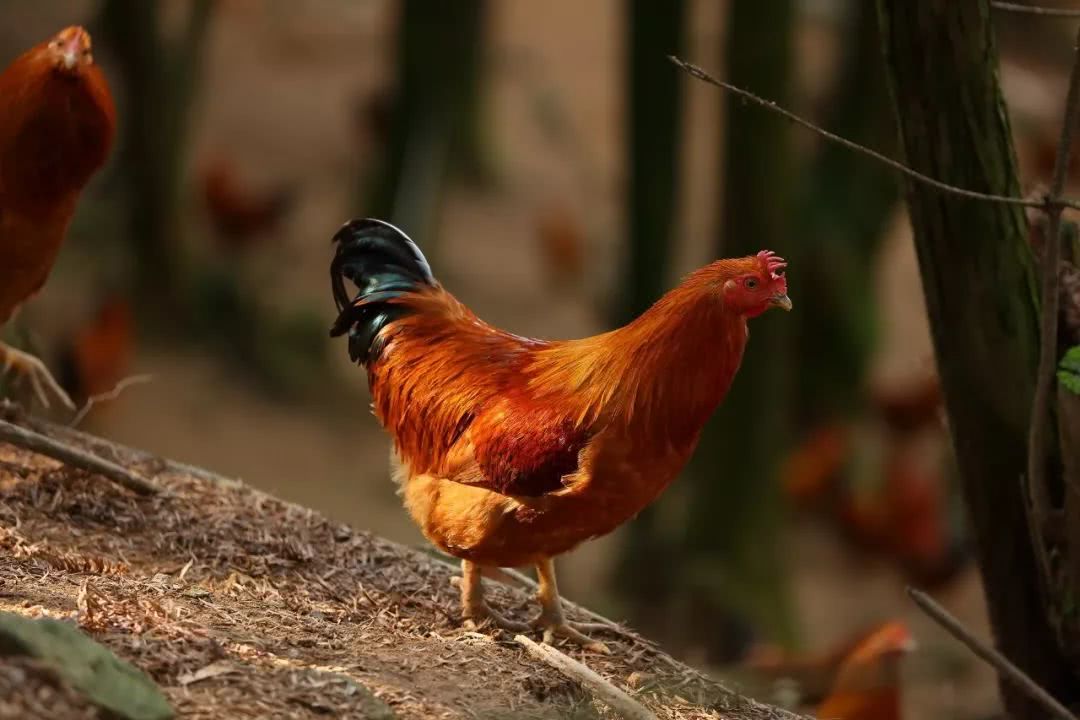 这种鸡的外表特征黄毛,黄嘴,黄脚,俗称"三黄鸡".