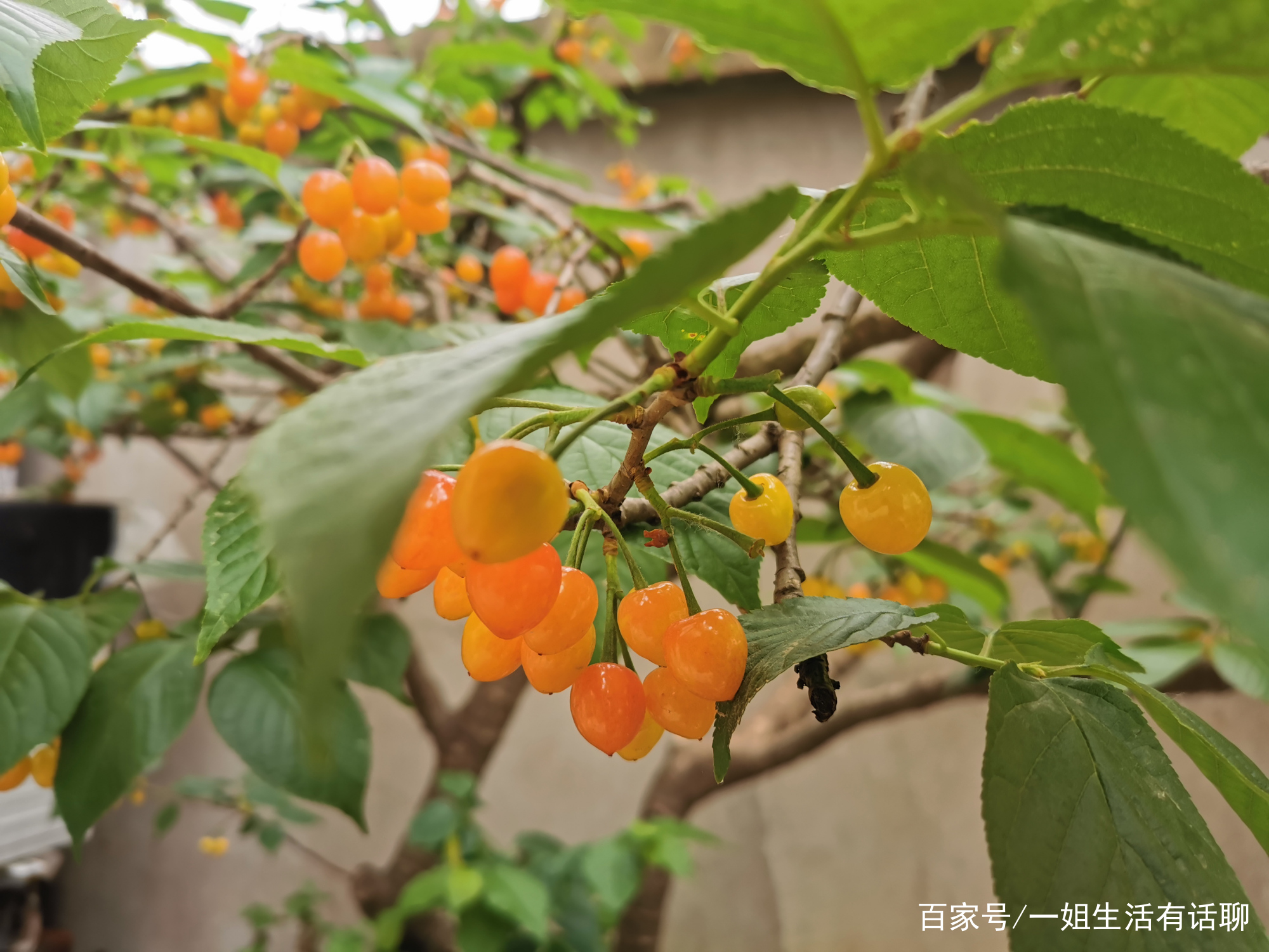 又到了吃樱桃的季节，关于樱桃的这些知识，你了解多少_百科TA说