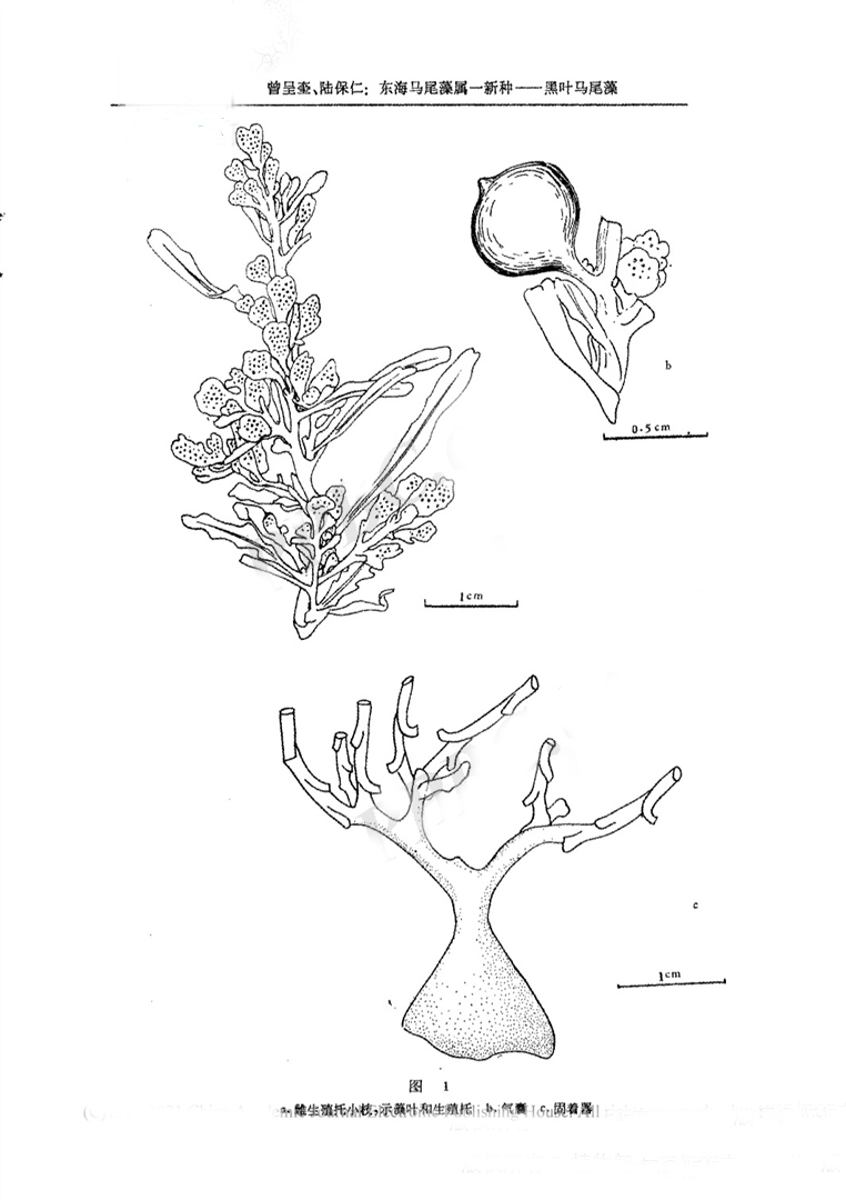 sargassum nigrifolioides