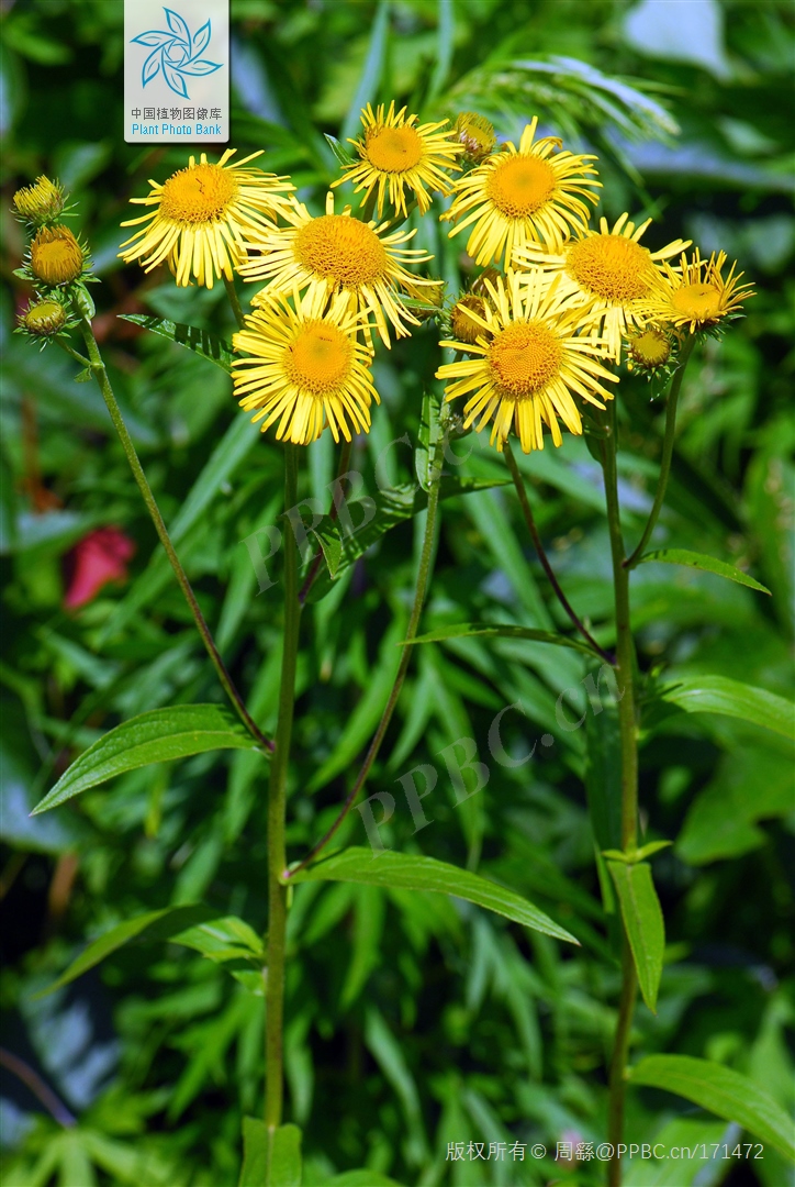 是菊科旋覆花属植物.